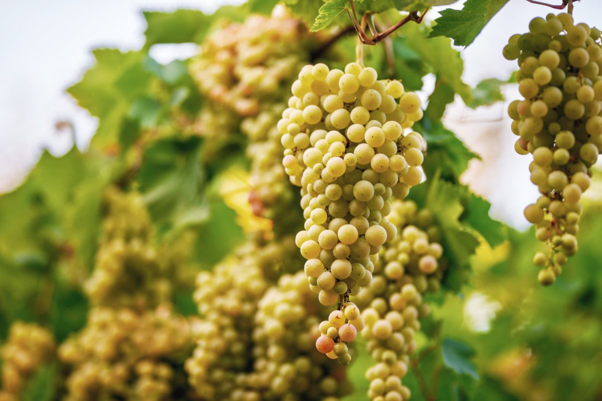 vineyard-wine-winery-harvest-grapes-festival-picking-vineyards-wineries-grape-leaves_t20_jR4GOp vineyard-wine-winery-harvest-grapes-festival-picking-vineyards-wineries-grape-leaves_t20_jR4GOp