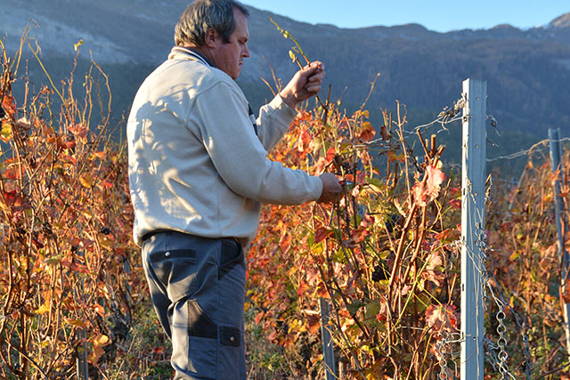 Travail de la vigne